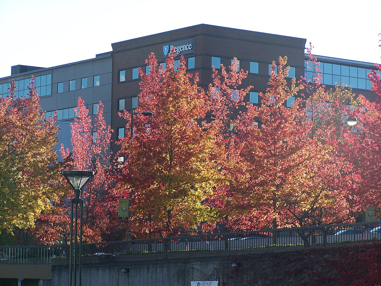 Trees Versus Views